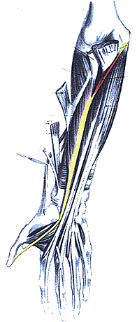 Image of Gantzer's muscle