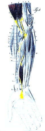Image of split terminal tendon of biceps and palmaris longus variation