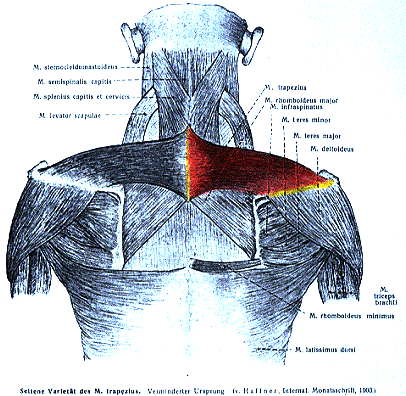 Image of bilaterally reduced trapezius