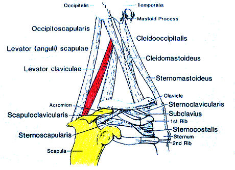 Image of varieties of shoulder muscles-levator scapulae