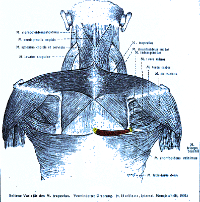 Image of varieties of chest, neck, and shoulder muscles=occipitoscapularis