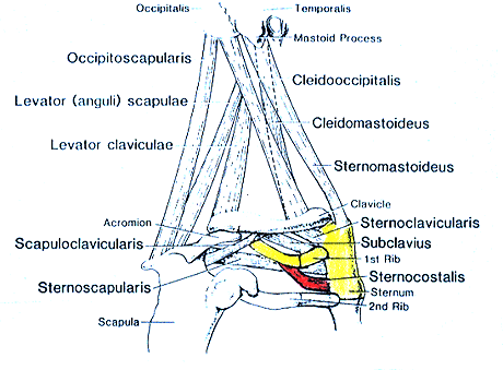 Image of varieties of chest, neck and shoulder muscles-sternocostalis