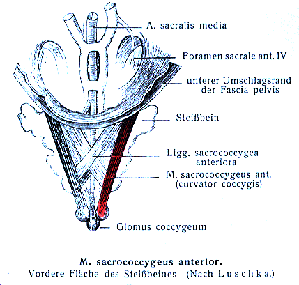 Image of curvator coccygis