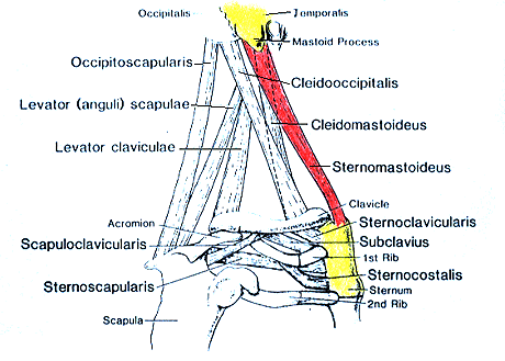 Image of varieties of chest, neck and shoulder muscles-sternomastoideus