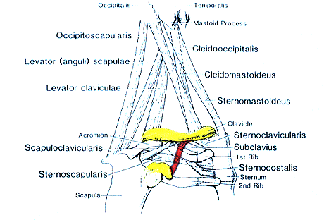 Image of varieties of chest, neck, and shoulder muscles