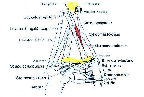 Image of varieties of chest, neck, and shoulder muscles