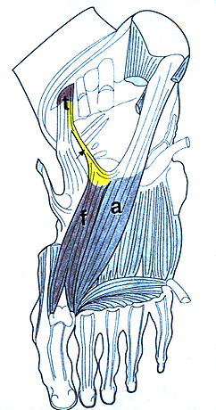 Image of expansion of tibialis posterior tendon to oblique part of adductor hallucis muscle