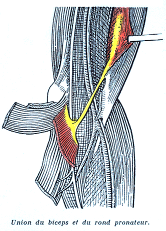 Image of union of biceps brachii and pronator teres