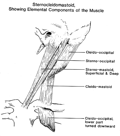 Image of sternocleidomastoid muscle