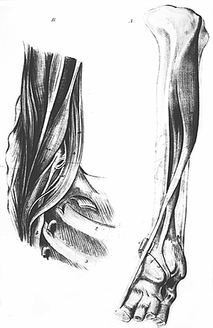 Image of tibioastragalus anticus
