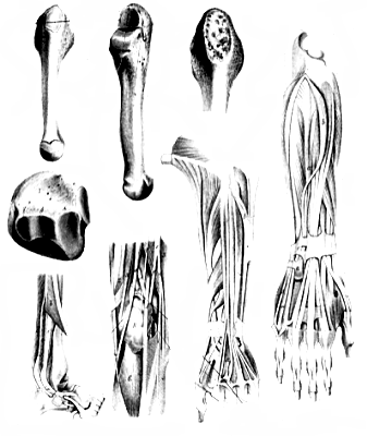 Image of pisiuncinatus