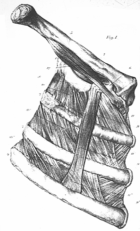 Image of supracostalis anterior