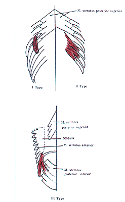Image of suprascostalis posterior