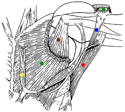 Image of axillary arch and sternalis muscles