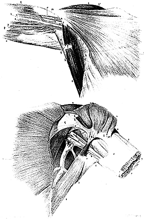 Image of axillary arches