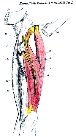 Image of four headed triceps brachii