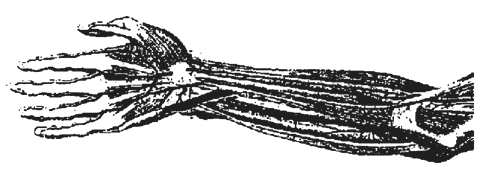 Image of palmaris longus with and associated accessorius as flexorem digiti minimi muscle