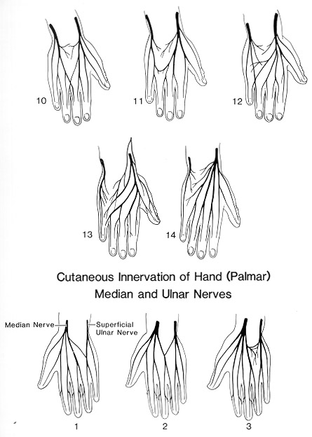 Variations in cutaneous innervation of the hand by the ulnar,radial