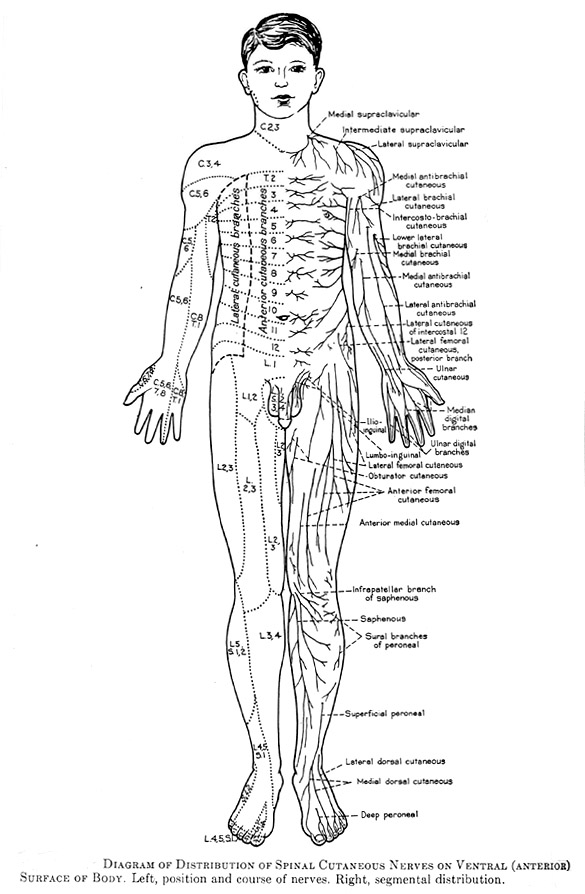 Diagram Of Distribution Of Spinal Cutnaeous Nerves