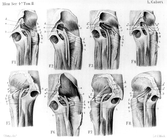 F1: The sciatic nerve issues from the pelvis and remainsdivided into