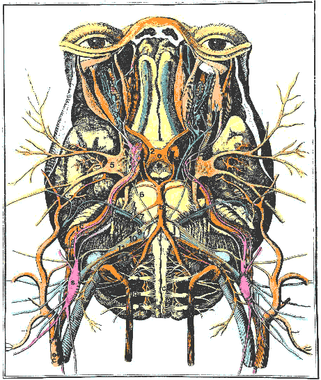 Le Cat, Claude Nicolas. Traité des sens. Base of Brain, showing cranial