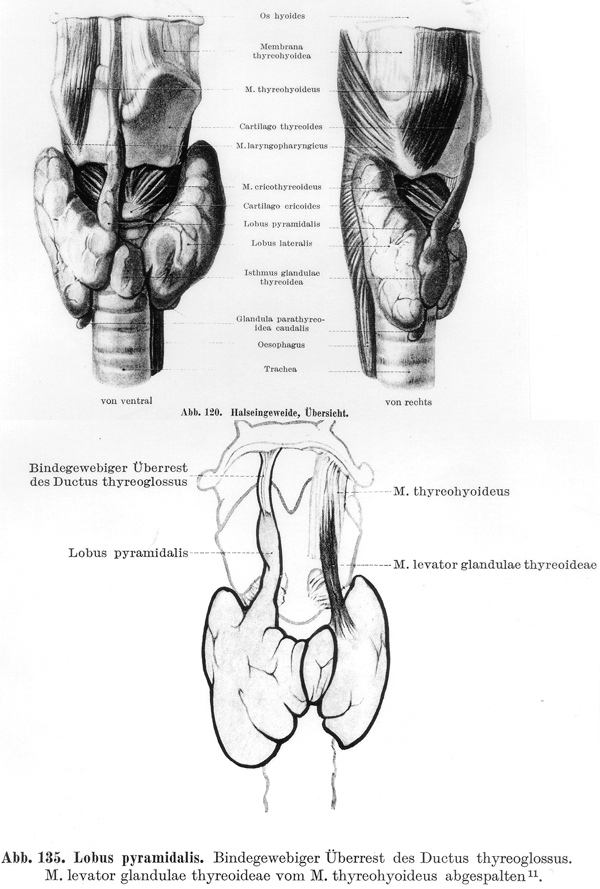 Pyramidal lobe of Thyroid
