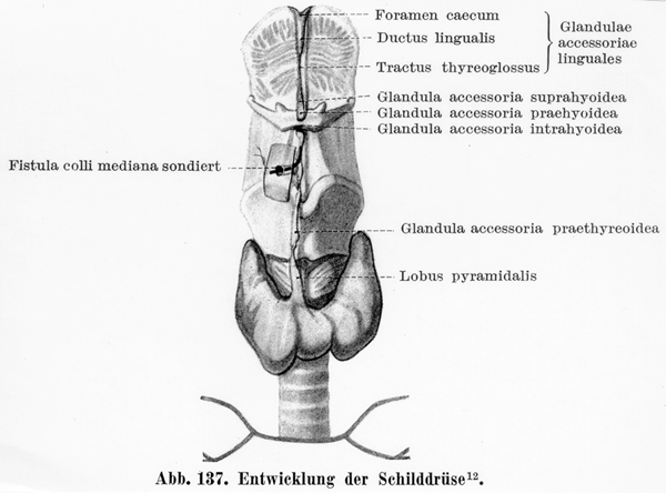 Development of the Thyroid Gland