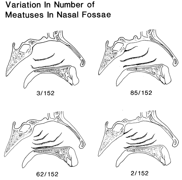 Variation in Number of Meatuses in Nasal Fossae