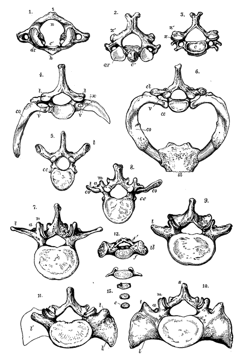 Views of Different Vertebrae from above