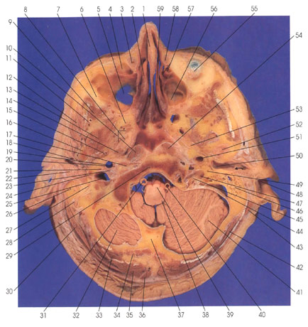 Neck Muscles Anatomy Cross Section