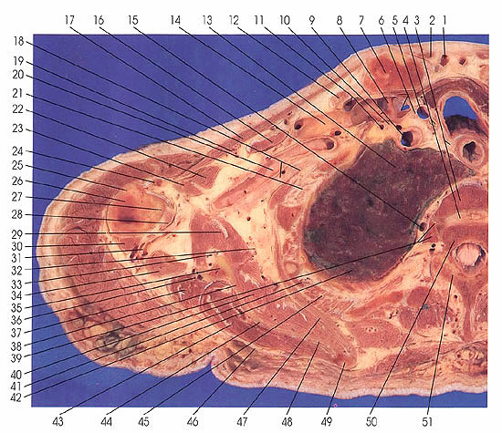 Neck Muscles Anatomy Cross Section