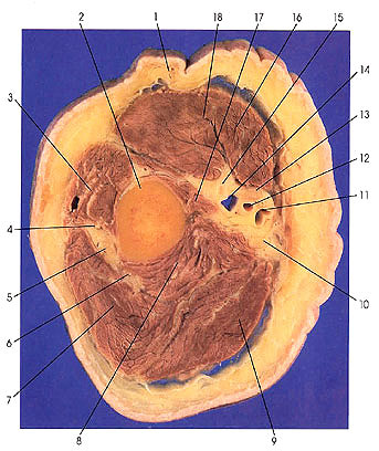 Plate 4.2