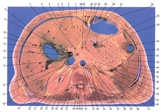 Plate 5.7