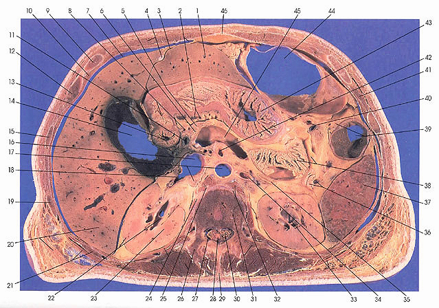 Plate 5.8