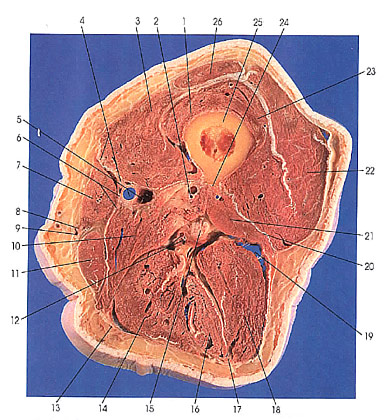 Plate 7.2