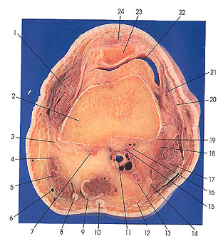 Plate 7.8