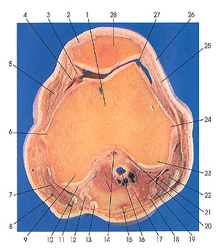 Plate 7.10