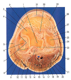 Plate 7.13