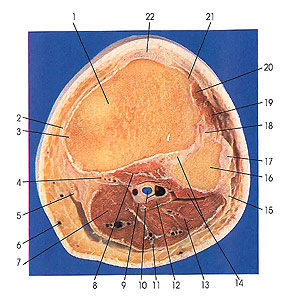 Plate 7.17