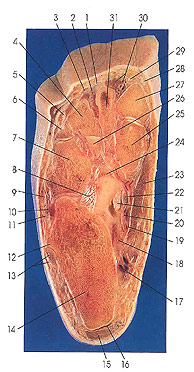 Plate 7.36