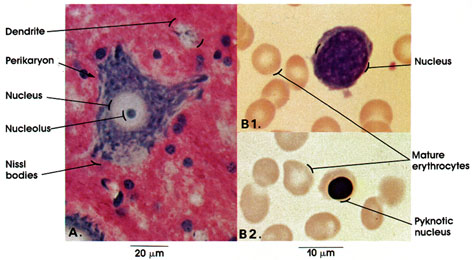 Plate 1.1: Nucleus