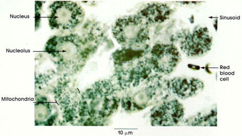 Plate 1.6: Mitochondria
