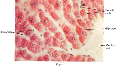 Plate 1.8: Glycogen