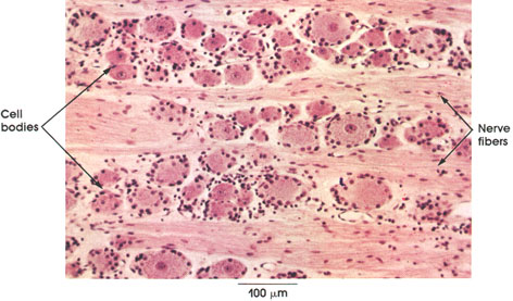 Plate 6.100 Dorsal Root Ganglion: Sensory neurons