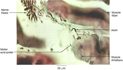 Plate 6.118 Neuromuscular Junction