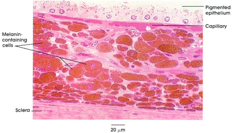 Plate 1.12: Pigment-Containing Cell