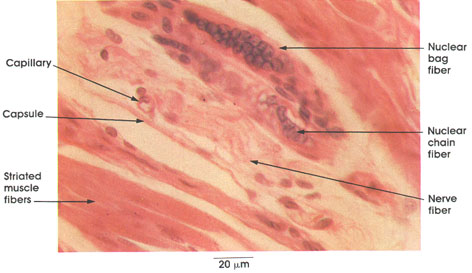 Plate 6.121 Muscle Spindle: Gastrocnemius muscle
