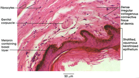 Plate 6.127 Genital Corpuscle