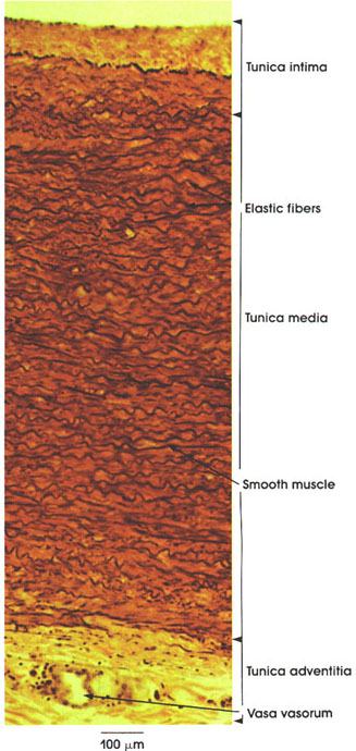 Plate 8.153 Aorta