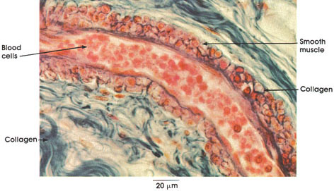 Plate 8.155 Arteriole